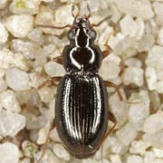 Bembidion obtusum (2.8–3.6 mm)