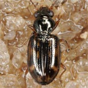 Bembidion octomaculatum (Goeze, 1777), Carabidae (2.3–3.1 mm) Bembidion octomaculatum (2.3–3.1 mm)