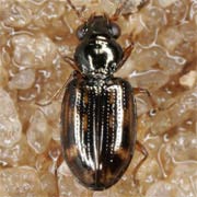 Bembidion octomaculatum