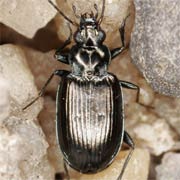 Bembidion prasinum (Duft., 1812), Carabidae (4.2–5.5 mm) Bembidion prasinum (4.2–5.5 mm)