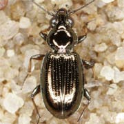 Bembidion properans (Steph., 1828), Carabidae (3.4–4.5 mm) Bembidion properans (3.4–4.5 mm)