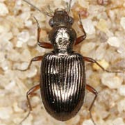 Bembidion punctulatum Drapiez, 1821, Carabidae (4.3–5.6 mm) Bembidion punctulatum (4.3–5.6 mm)
