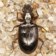 Bembidion punctulatum (4.3–5.6 mm)