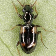 Bembidion quadrimaculatum (L., 1761), Carabidae (2.5–3.6 mm) Bembidion quadrimaculatum (2.5–3.6 mm)