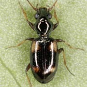 Bembidion quadrimaculatum