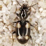 Bembidion quadripustulatum Serv., 1821, Carabidae (3–4.5 mm) Bembidion quadripustulatum (3–4.5 mm)
