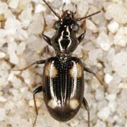 Bembidion quadripustulatum (3–4.5 mm)