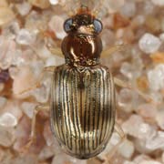 Bembidion ruficolle (Panz., 1797), Carabidae (3.2–3.5 mm) Bembidion ruficolle (3.2–3.5 mm)