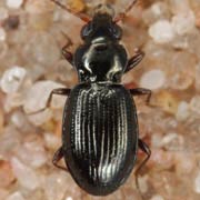 Bembidion schuppelii Dej., 1831, Carabidae (2.8–3.3 mm) Bembidion schuppelii (2.8–3.3 mm)