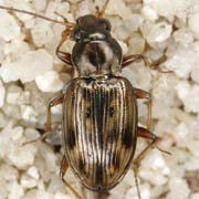 Bembidion semipunctatum (Donov., 1806), Carabidae (3–4.5 mm) Bembidion semipunctatum (3–4.5 mm)
