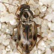 Bembidion semipunctatum (3–4.5 mm)