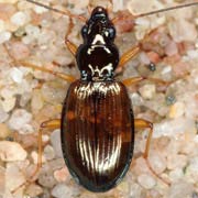 Bembidion stephensii Crotch, 1866, Carabidae (5–6.5 mm) Bembidion stephensii (5–6.5 mm)