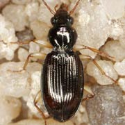 Bembidion stomoides Dej., 1831 ♂, Carabidae (5–6 mm) Bembidion stomoides (5–6 mm)