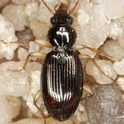 Bembidion stomoides (5–6 mm)