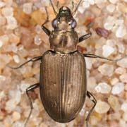 Bembidion striatum (F., 1792), Carabidae (5.3–6.5 mm) Bembidion striatum (5.3–6.5 mm)