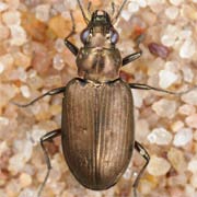 Bembidion striatum (5.3–6.5 mm)