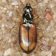 Bembidion testaceum (Duft., 1812), Carabidae (4.5–5.5 mm) Bembidion testaceum (4.5–5.5 mm)