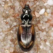 Bembidion tetracolum Say, 1823, Carabidae (4.9–6.1 mm) Bembidion tetracolum (4.9–6.1 mm)