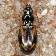 Bembidion tetracolum (4.9–6.1 mm)