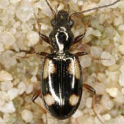 Bembidion tetragrammum Chaud., 1846, Carabidae (4–4.9 mm) Bembidion tetragrammum (4–4.9 mm)