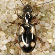 Bembidion tetragrammum (4–4.9 mm)