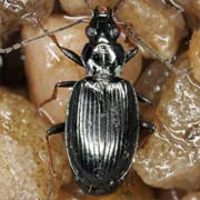 Bembidion tibiale (Duft., 1812), Carabidae (5.3–6.8 mm) Bembidion tibiale (5.3–6.8 mm)