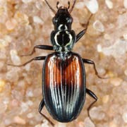 Bembidion varicolor (F., 1803), Carabidae (4.3–6 mm) Bembidion varicolor (4.3–6 mm)