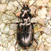 Bembidion varium (Ol., 1795), Carabidae (4.1–5.1 mm) Bembidion varium (4.1–5.1 mm)
