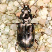 Bembidion varium (4.1–5.1 mm)