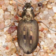 Bembidion velox (L., 1761), Carabidae (5–6.5 mm) Bembidion velox (5–6.5 mm)
