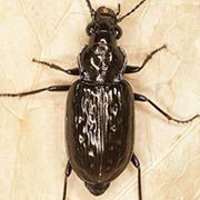 Blethisa multipunctata (L., 1758), Carabidae (10–13 mm) Blethisa multipunctata (10–13 mm)
