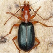 Brachinus crepitans (L., 1758), Carabidae (6–10.5 mm) Brachinus crepitans (6–10.5 mm)