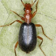 Brachinus explodens (4.5–7.5 mm)