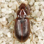 Bradycellus harpalinus (Serv., 1821), Carabidae (4–5 mm) Bradycellus harpalinus (4–5 mm)