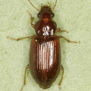 Bradycellus verbasci (Duft., 1812), Carabidae (4.4–5.5 mm) Bradycellus verbasci (4.4–5.5 mm)