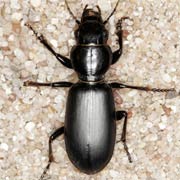 Broscus cephalotes (17–25 mm)