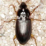 Calathus ambiguus (Payk., 1790) ♂, Carabidae (8–12 mm) Calathus ambiguus (8–12 mm)