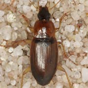 Calathus cinctus (Motsch., 1850), Carabidae (6–8 mm) Calathus cinctus (6–8 mm)
