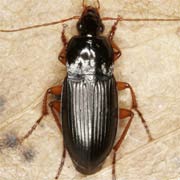 Calathus erratus (Sahlb., 1827), Carabidae (8–12 mm) Calathus erratus (8–12 mm)