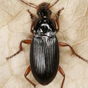 Calathus fuscipes (Goeze, 1777) ♂, Carabidae (9–14 mm) Calathus fuscipes (9–14 mm)
