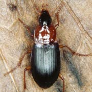 Calathus melanocephalus (6–8 mm)