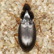 Calathus micropterus (Duft., 1812), Carabidae (7–8 mm) Calathus micropterus (7–8 mm)