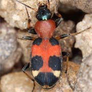 Callistus lunatus (F., 1775) ♂, Carabidae (4.2–7 mm) Callistus lunatus (4.2–7 mm)