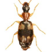 Calodromius bifasciatus Dej., 1825 ♂, Carabidae (2.8–3 mm) Calodromius bifasciatus (2.8–3 mm)