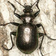 Calosoma inquisitor (13.5–20 mm)