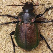 Calosoma reticulatum (F., 1787), Carabidae (20–26 mm) Calosoma reticulatum (20–26 mm)
