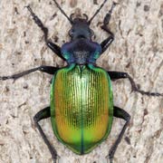 Calosoma sycophanta (L., 1758) ♂, Carabidae (22–30 mm) Calosoma sycophanta (22–30 mm)