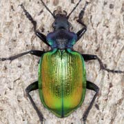 Calosoma sycophanta (22–30 mm)