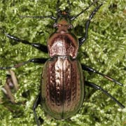 Carabus arvensis Hbst., 1784 ♂, Carabidae (13–23 mm) Carabus arvensis (13–23 mm)