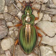 Carabus auratus L., 1761, Carabidae (20–27 mm) Carabus auratus (20–27 mm)